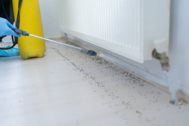 Best Pest Removal Services  in Ruthers, CA